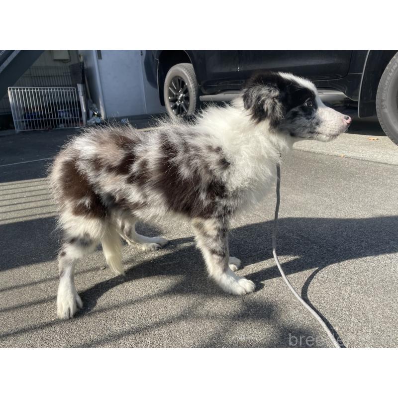 販売中の東京都のボーダーコリー-427382の3枚目