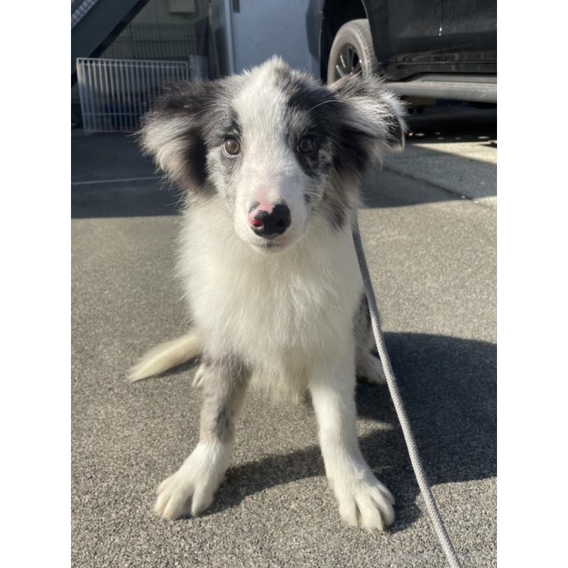 販売中の東京都のボーダーコリー-427382の1枚目