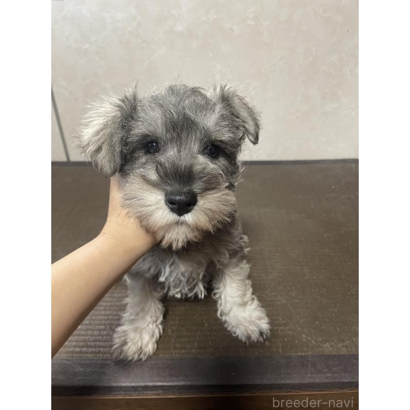 販売中の東京都のミニチュアシュナウザー-418792の5枚目