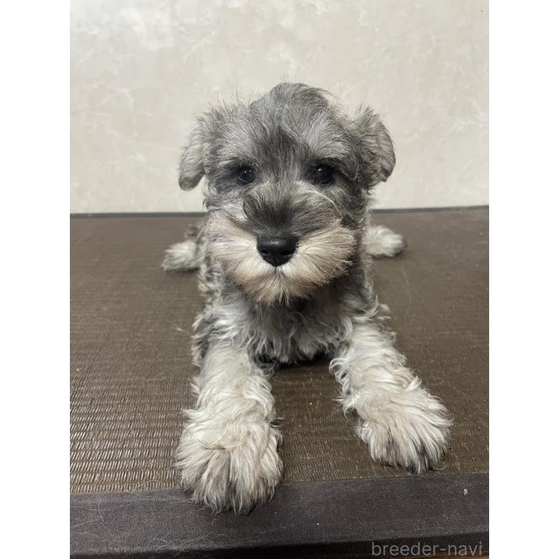 販売中の東京都のミニチュアシュナウザー-418792の4枚目