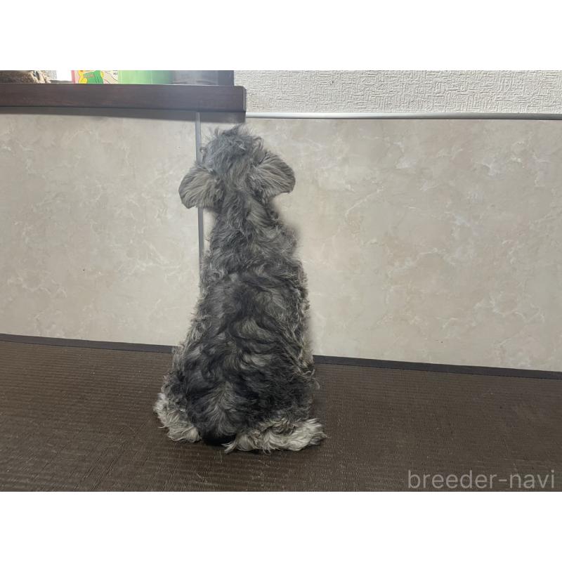販売中の東京都のミニチュアシュナウザー-418792の3枚目