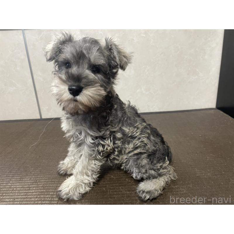 販売中の東京都のミニチュアシュナウザー-418792の2枚目