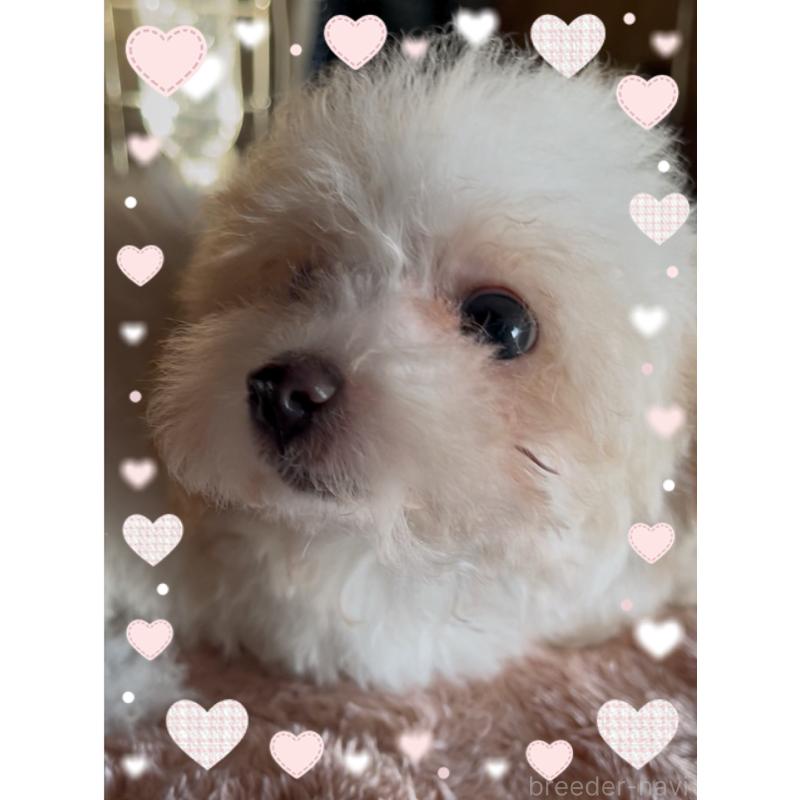 販売中の東京都のティーカッププードル-420185の1枚目