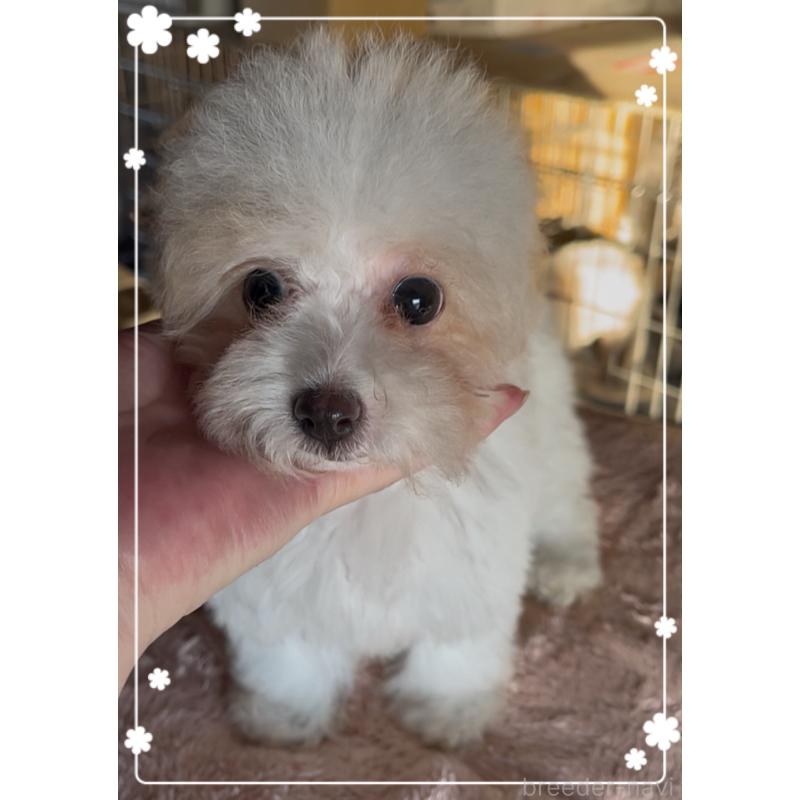 販売中の東京都のティーカッププードル-420185の7枚目