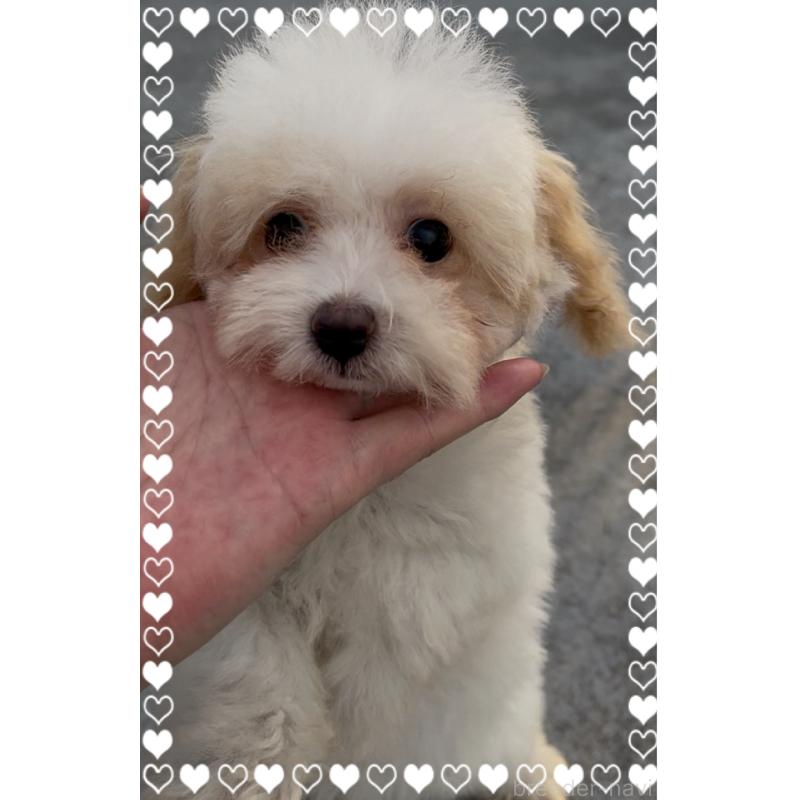 販売中の東京都のティーカッププードル-420185の6枚目