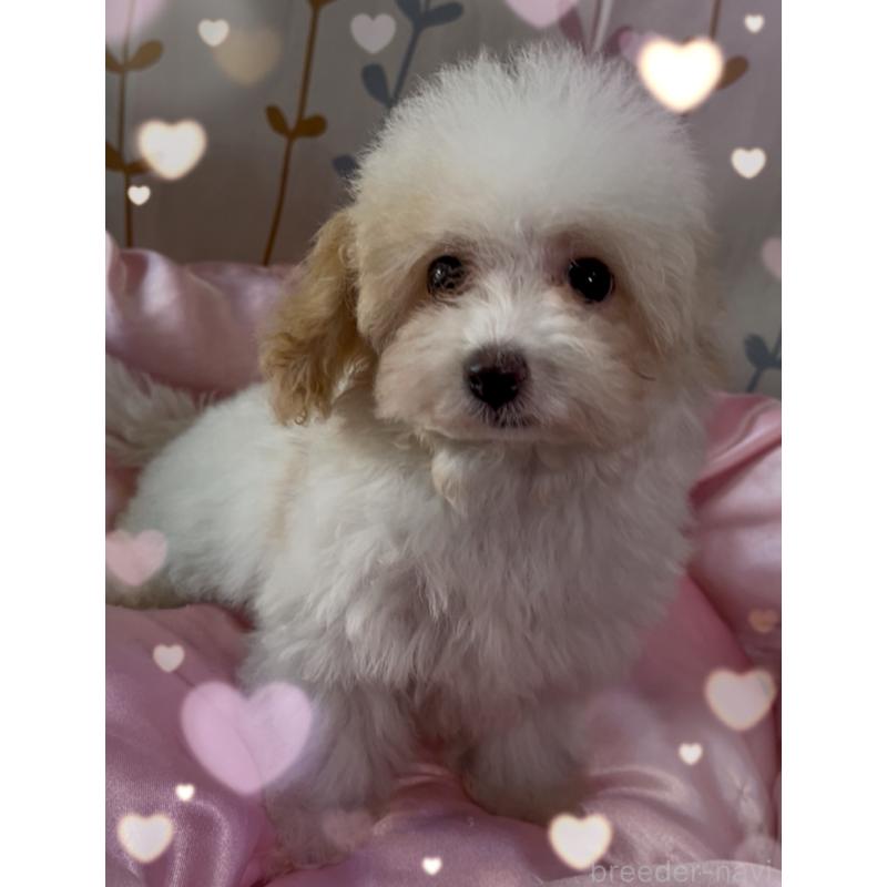 販売中の東京都のティーカッププードル-420185の5枚目