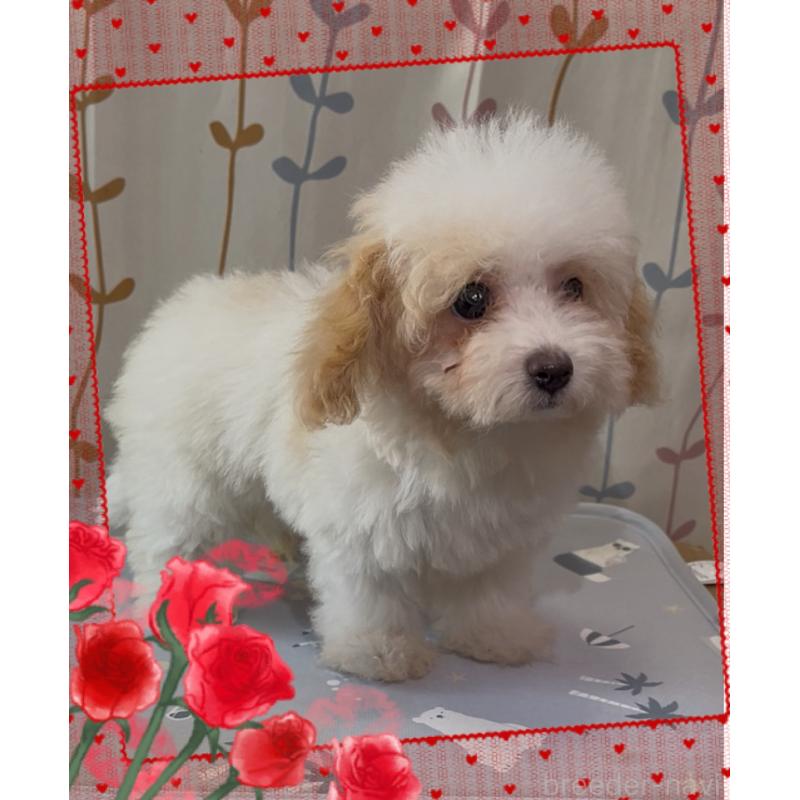 販売中の東京都のティーカッププードル-420185の4枚目