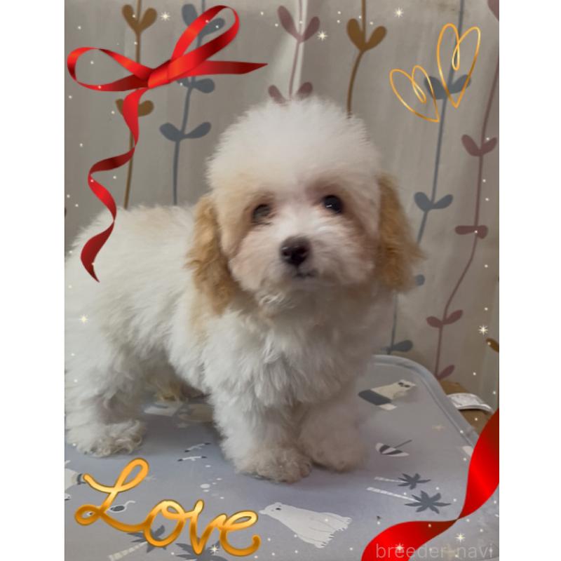 販売中の東京都のティーカッププードル-420185の3枚目