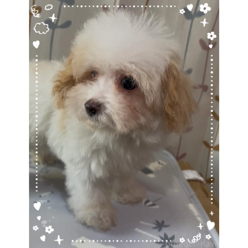 販売中の東京都のティーカッププードル-420185の2枚目