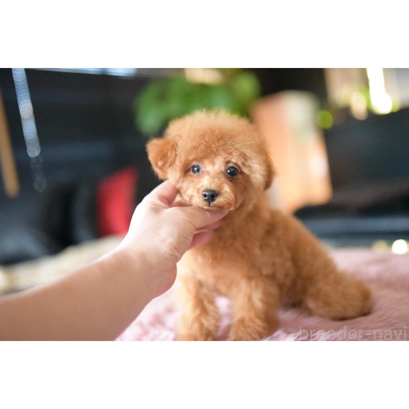 販売中の茨城県のタイニープードル-408887の6枚目