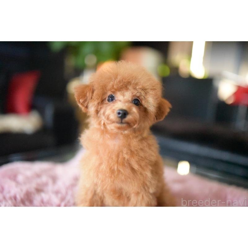 販売中の茨城県のタイニープードル-408887の5枚目