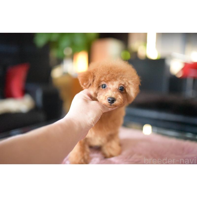 販売中の茨城県のタイニープードル-408887の4枚目