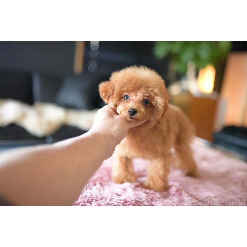 販売中の茨城県のタイニープードル-408887の3枚目