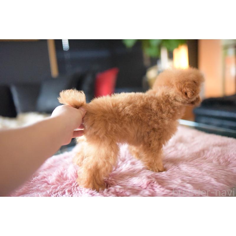 販売中の茨城県のタイニープードル-408887の2枚目