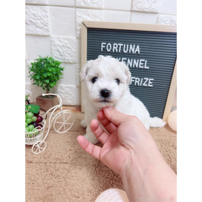 販売中の福岡県のビションフリーゼ-427389の3枚目