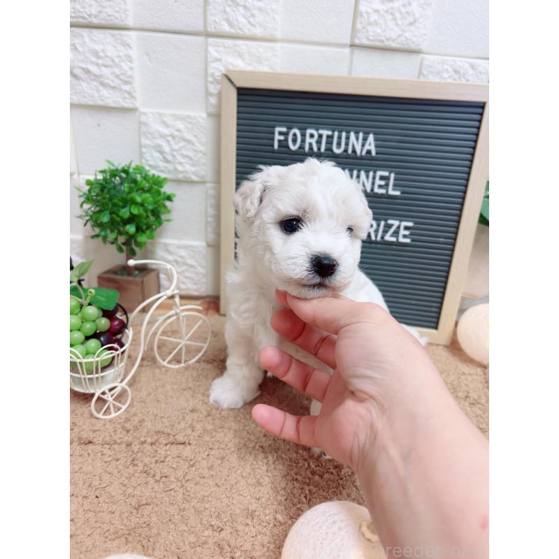 販売中の福岡県のビションフリーゼ-427389の2枚目