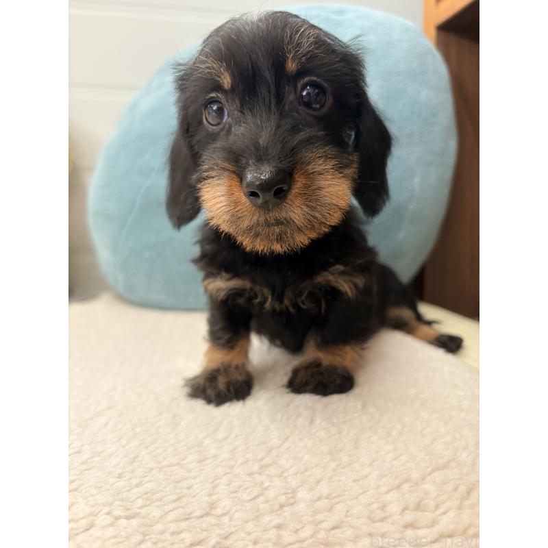 販売中の千葉県のミニチュアダックスフンド(ワイヤーヘアード)-422413の2枚目