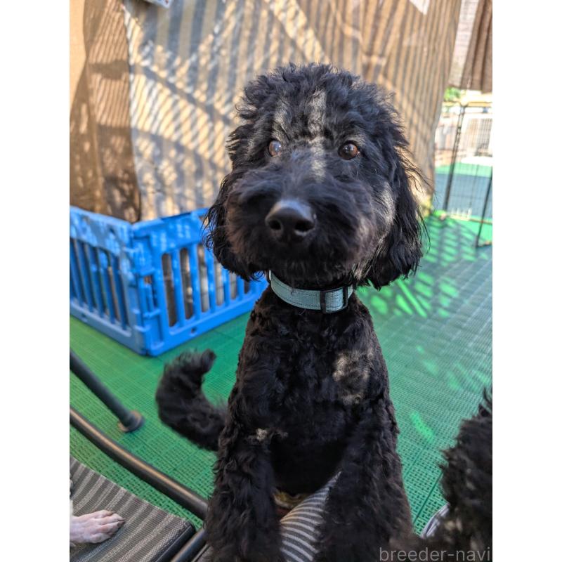 販売中の岡山県のミディアムプードル-418530