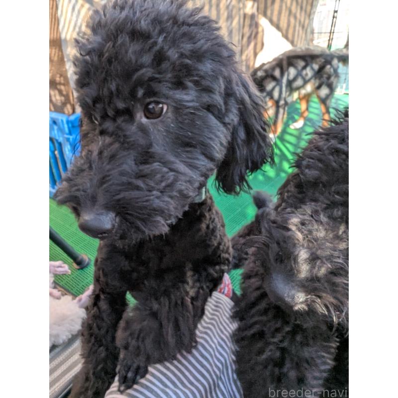 販売中の岡山県のミディアムプードル-418530の7枚目