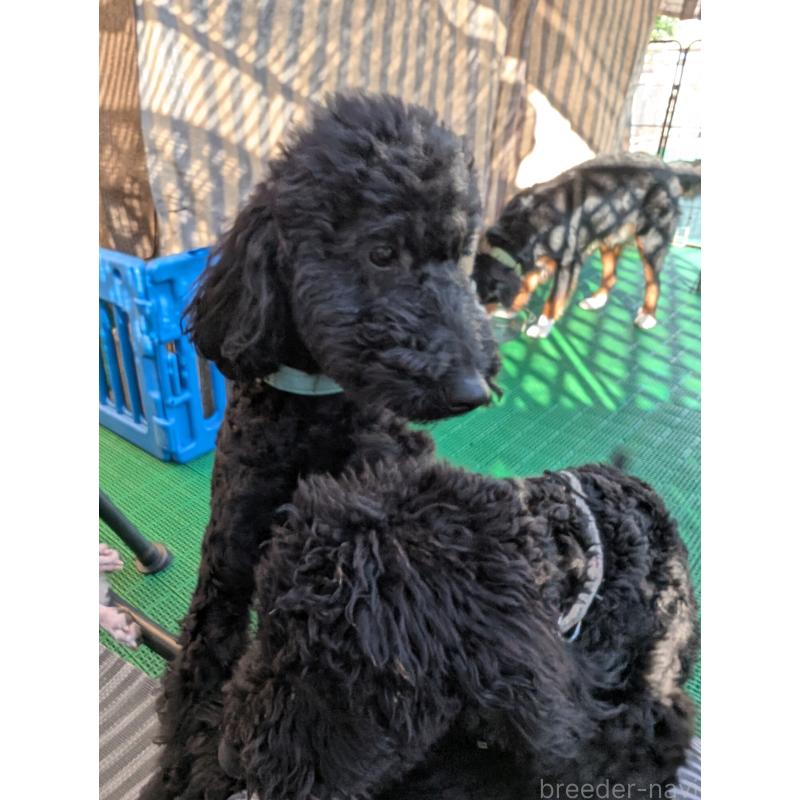 販売中の岡山県のミディアムプードル-418530の6枚目