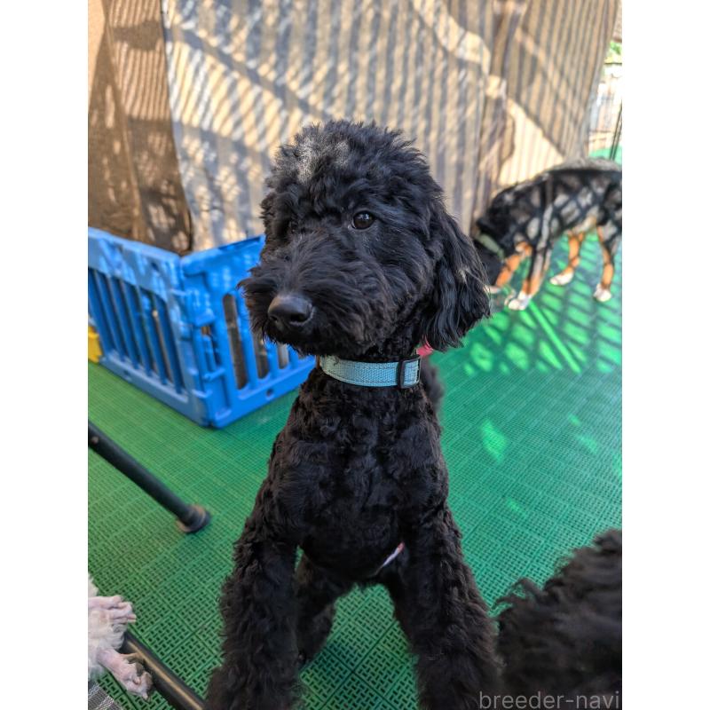 販売中の岡山県のミディアムプードル-418530の5枚目