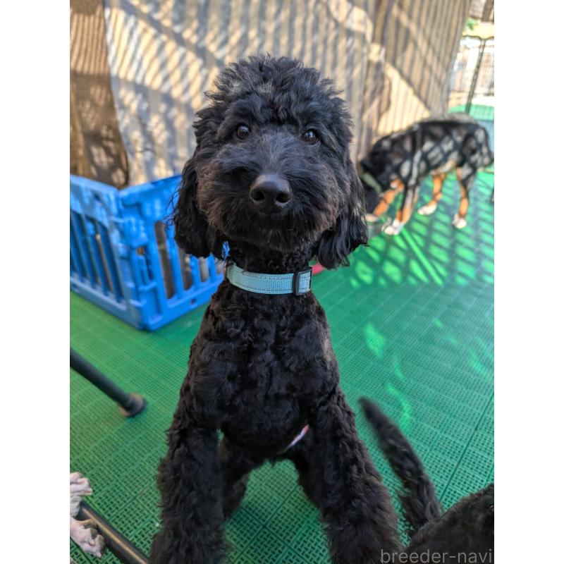 販売中の岡山県のミディアムプードル-418530の4枚目