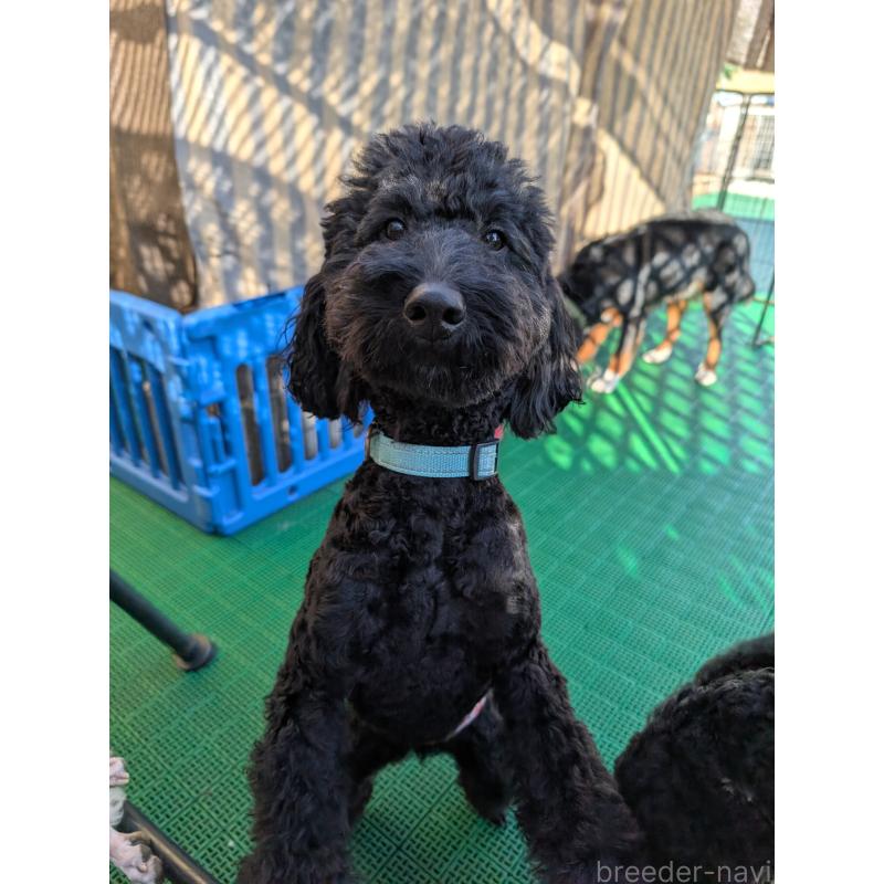 販売中の岡山県のミディアムプードル-418530の3枚目