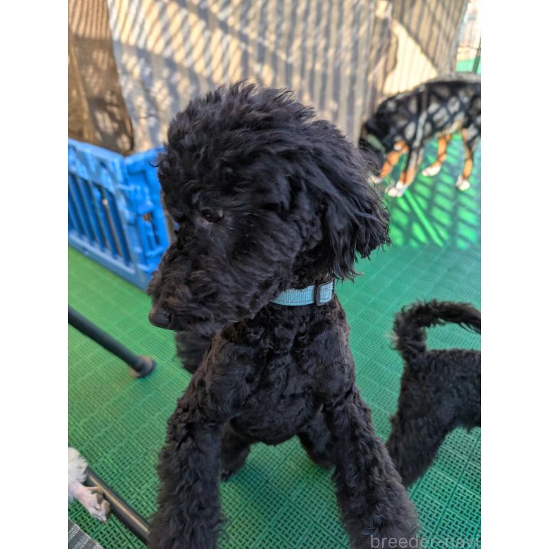 販売中の岡山県のミディアムプードル-418530の2枚目