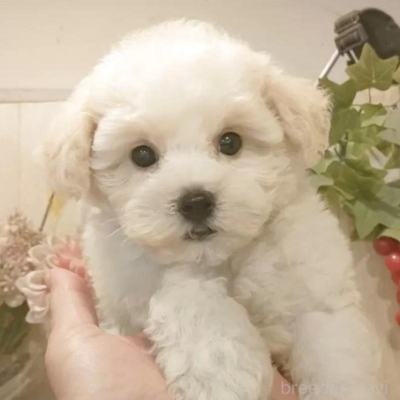 販売中の愛知県のビションフリーゼ-422473