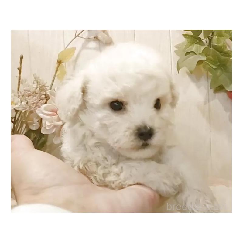 販売中の愛知県のビションフリーゼ-422473の12枚目