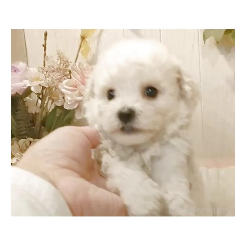 販売中の愛知県のビションフリーゼ-422473の10枚目