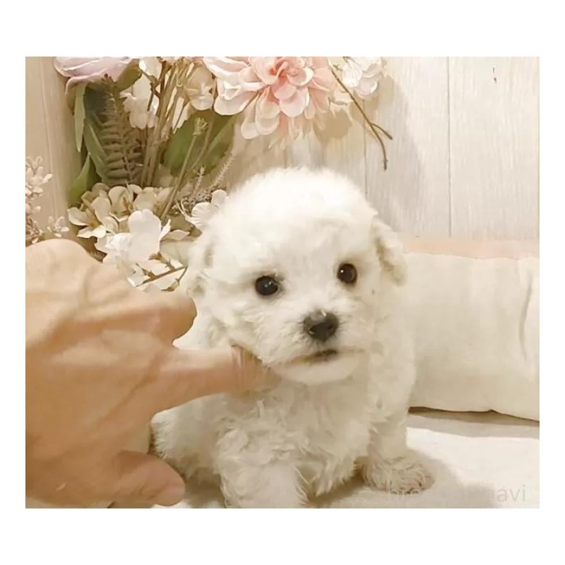 販売中の愛知県のビションフリーゼ-422473の9枚目