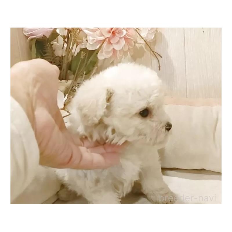 販売中の愛知県のビションフリーゼ-422473の8枚目