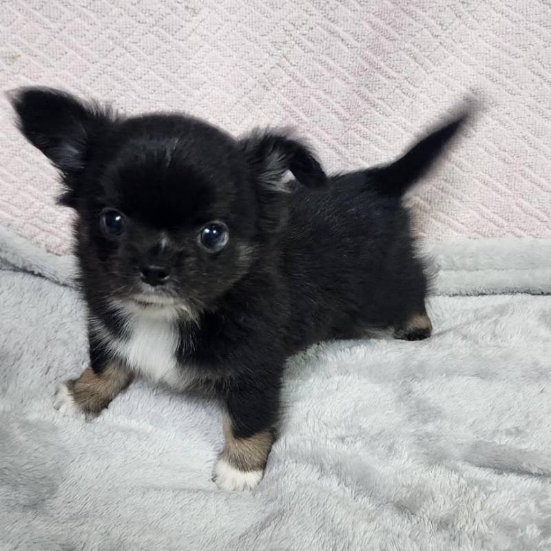 販売中の東京都のチワワ(ロングコート)-427390の3枚目