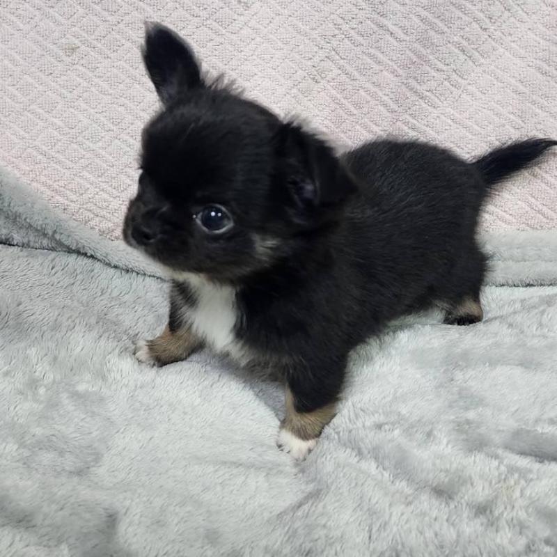 販売中の東京都のチワワ(ロングコート)-427390の2枚目