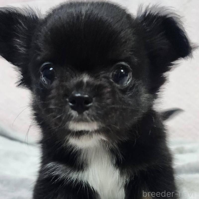 販売中の東京都のチワワ(ロングコート)-427390の1枚目