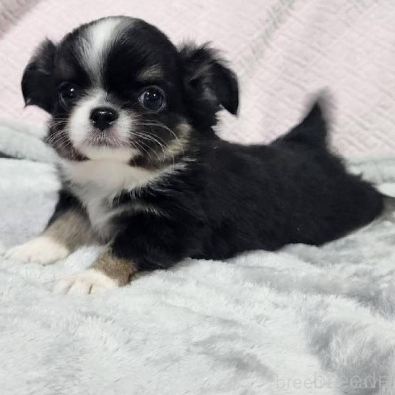 販売中の東京都のチワワ(ロングコート)-427391の3枚目