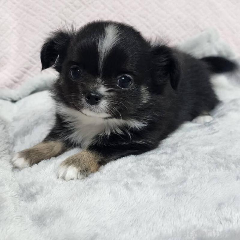 販売中の東京都のチワワ(ロングコート)-427392の3枚目