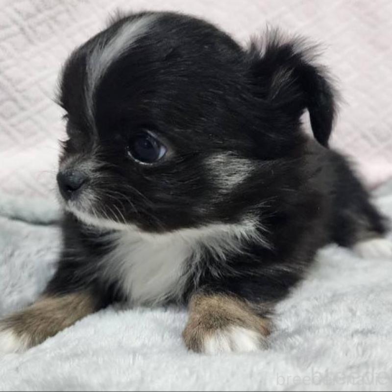 販売中の東京都のチワワ(ロングコート)-427392の2枚目