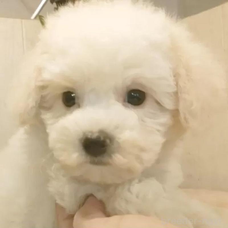 販売中の愛知県のビションフリーゼ-422478