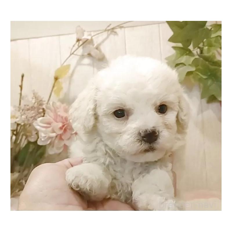 販売中の愛知県のビションフリーゼ-422478の11枚目