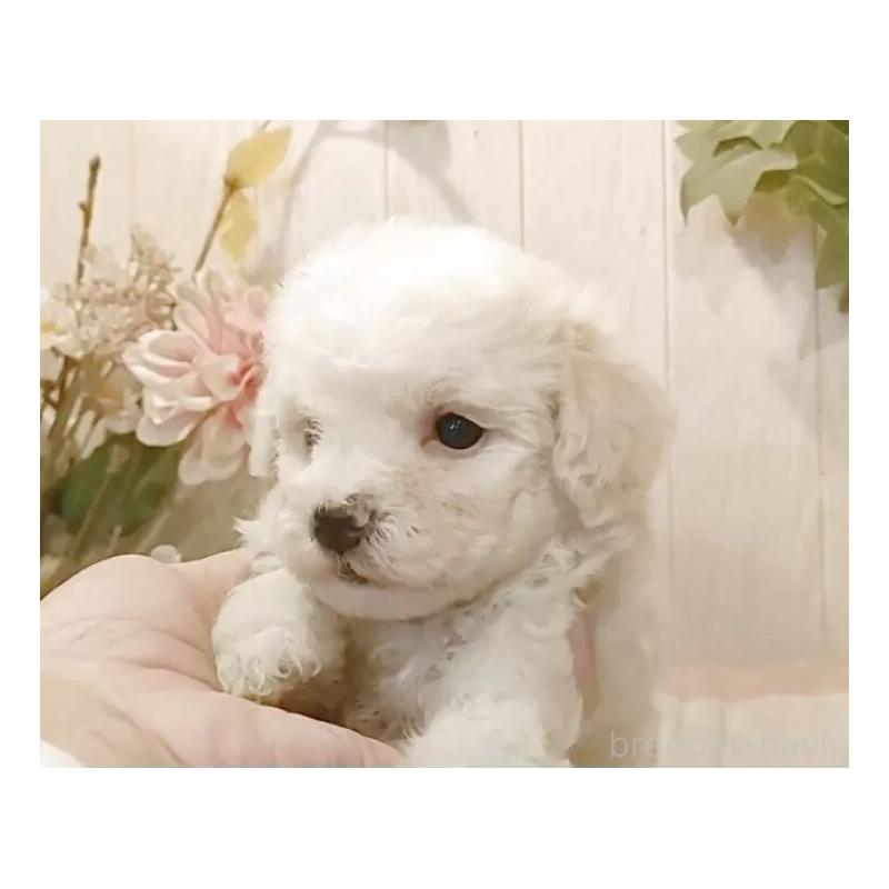 販売中の愛知県のビションフリーゼ-422478の10枚目