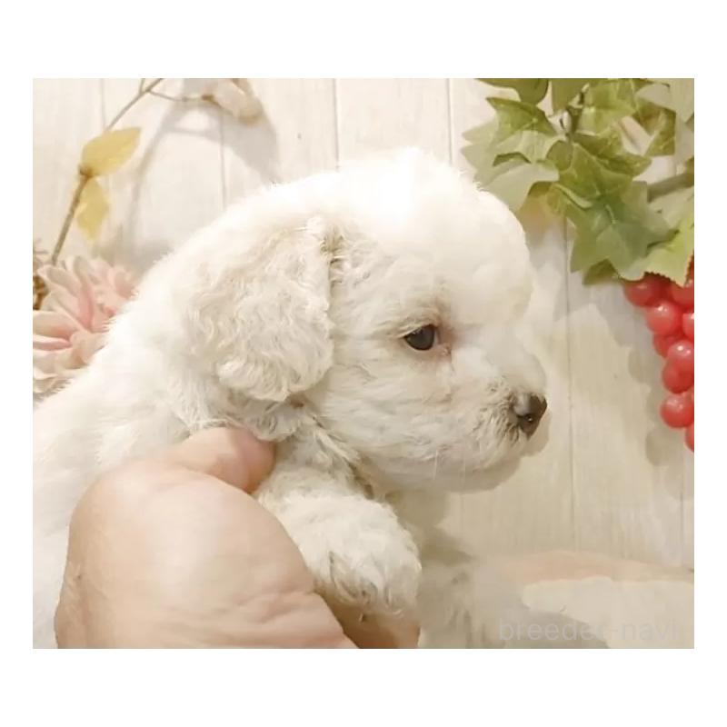 販売中の愛知県のビションフリーゼ-422478の9枚目