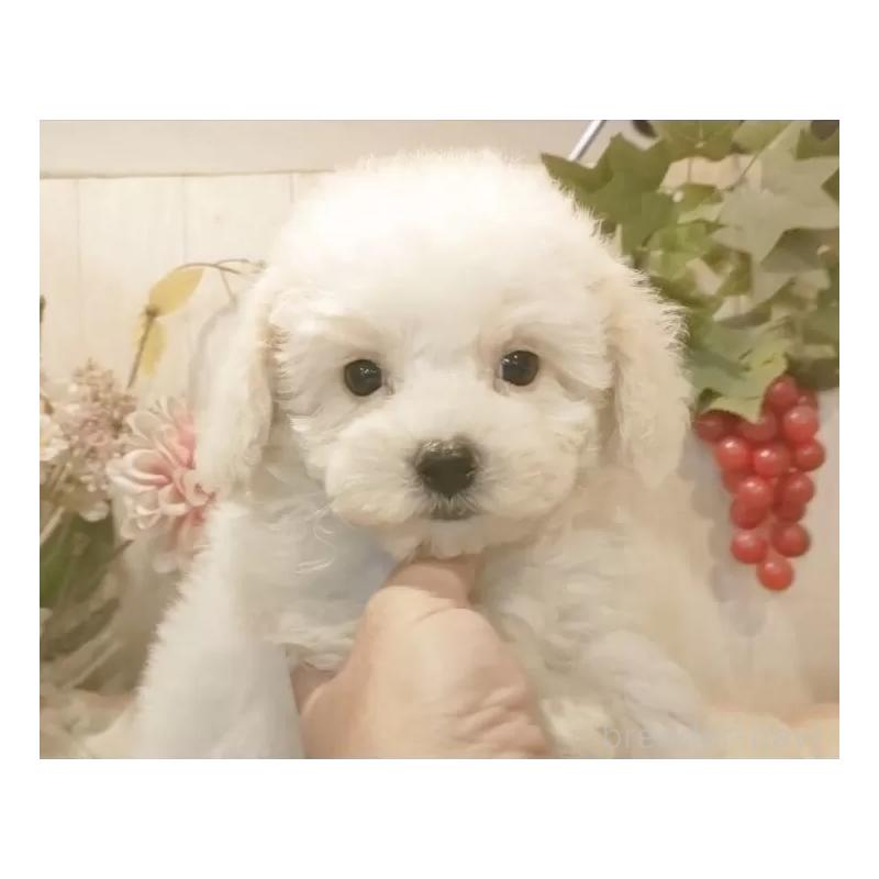 販売中の愛知県のビションフリーゼ-422478の4枚目