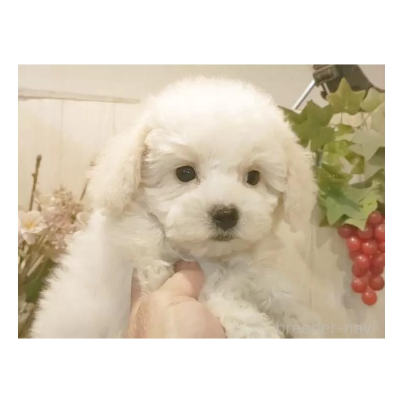 販売中の愛知県のビションフリーゼ-422478の3枚目