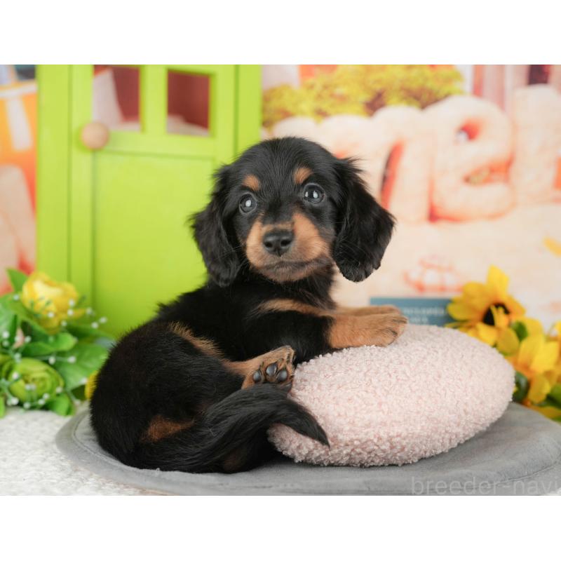 販売中の千葉県のミニチュアダックスフンド(ロングヘアード)-427394の10枚目