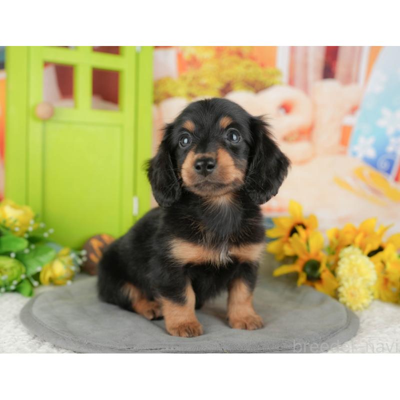 販売中の千葉県のミニチュアダックスフンド(ロングヘアード)-427394の9枚目