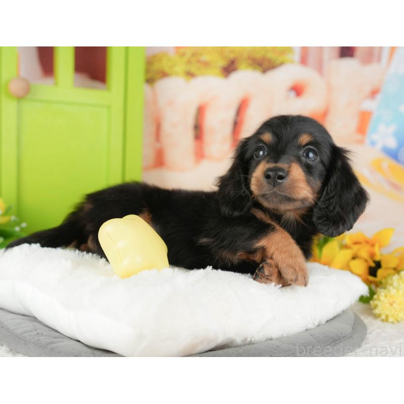 販売中の千葉県のミニチュアダックスフンド(ロングヘアード)-427394の8枚目