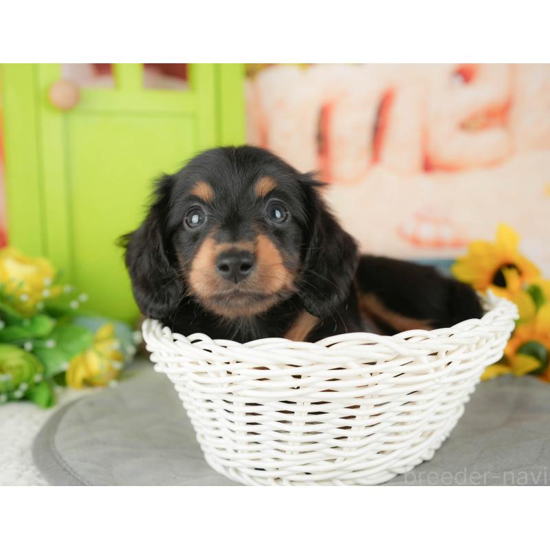 販売中の千葉県のミニチュアダックスフンド(ロングヘアード)-427394の7枚目