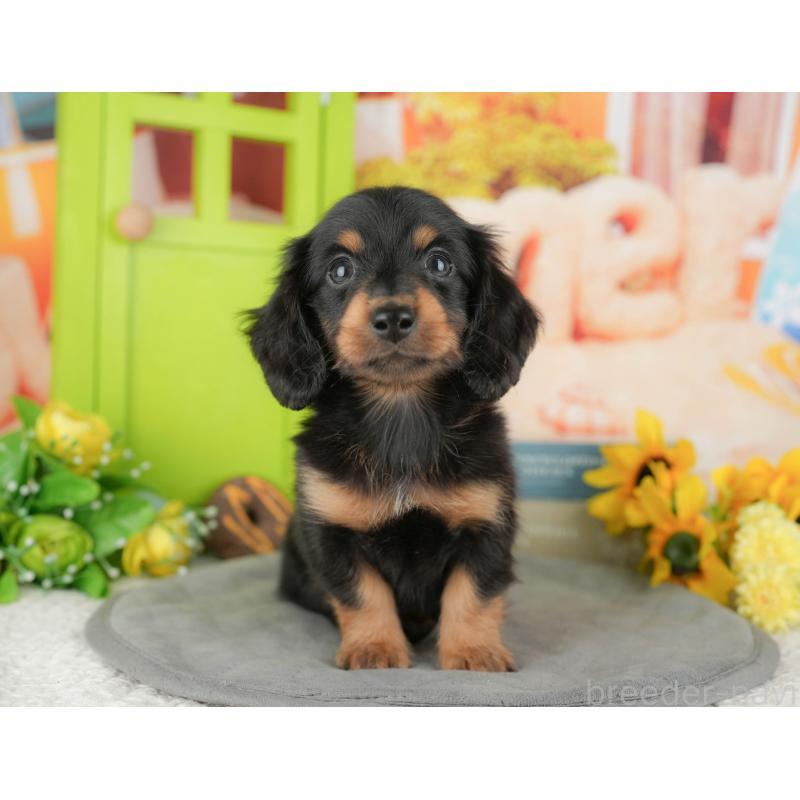 販売中の千葉県のミニチュアダックスフンド(ロングヘアード)-427394の6枚目